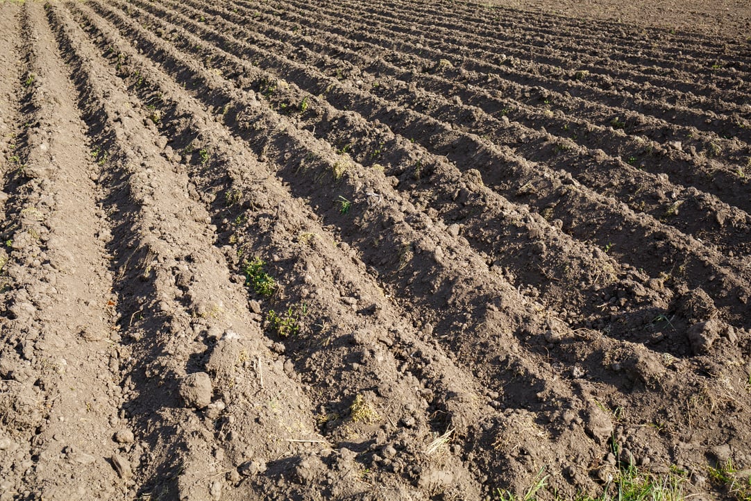 Loose Soil before Planting Vegetables on a Spring Day, Agriculture